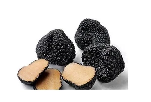 Semillas de hongos Tuber Melanosporum micelio/desengendramiento negro trufa 238 - Imagen 1 de 5