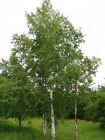 Hängebirke - Betula pendula - Silver birch 125+ Samen - Saatgut - Seeds W 103