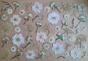 Gepresste Getrocknete Blüten Blumen Creme Beige Mix DIY Basteln Floristik 50 St - Bild 1 von 5