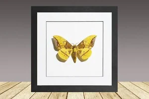 The Imperial Moth eacles imperialis, Framed moth, real Moth - Picture 1 of 1