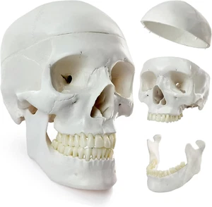 2024 neues menschliches Schädelmodell lebensgroß medizinische Anatomie anatomisches Erwachsenenmodell mit - Bild 1 von 12