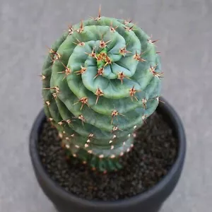 10 cm moulin à cactus en spirale Cereus Repandus cactus succulent plante vivante belle - Photo 1/12