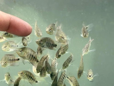 Премиум Flowerhorn 1 Fry супер красная обезьяна 1 дюйм-Купите 3 получите 1 бесплатно-A++++ - Изображение 1 из 4