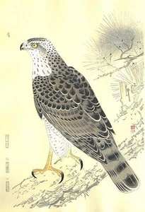 SUIKO FUKUDA - HAWK - handgefertigter Holzschnitt wie Kawase Hasui Japan - Bild 1 von 1