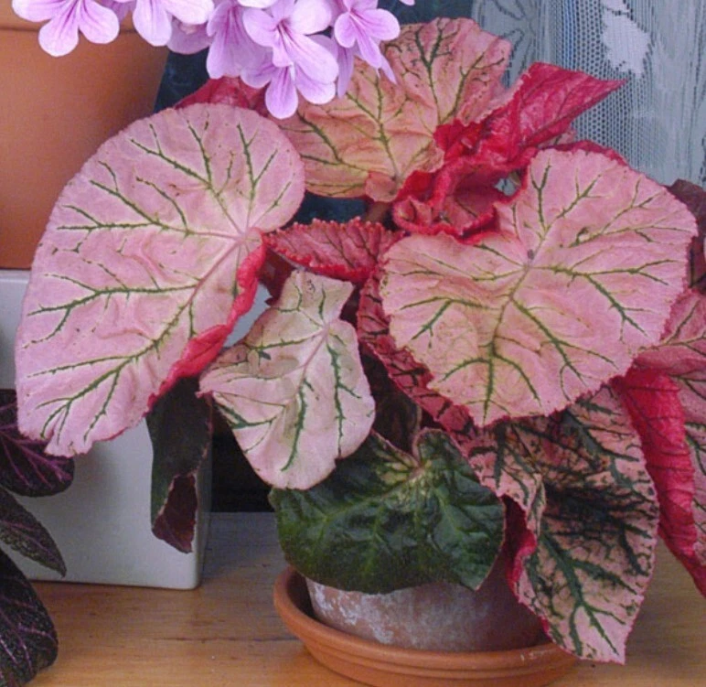 Rhizomatous Begonia Live Midnight Sun Variegated Beautiful Hybrid 4'' Pot Size - Image 1 of 1