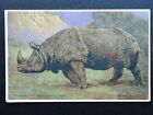 Animal Theme INDIAN RHINOCEROS Rhinoceros Indious - Old Postcard by A.& C. Black