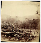 Ceylan, Maturata, Déforestation pour la plantation de café  Vintage print.  