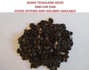 AGAVE TEQUILANA AZUL WEBER BLUE AGAVE SEEDS 1000 FOR $500 VERY VIABLE - Picture 1 of 15