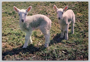 Postcard Lambs in the Spring - Photograph by T Parker - Picture 1 of 2