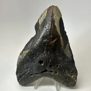 Megalodon Haizahn 5,52 Zoll - riesig - einzigartiges Fossil - echte Zähne 19786 - Bild 1 von 8
