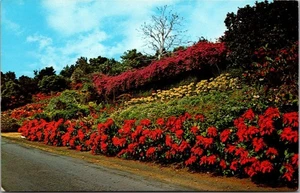 MACHADO GARDENS Kona Coast HAWAII HI Postcard - Picture 1 of 2
