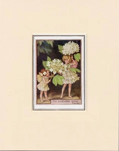 GUELDER FLOWER FAIRY Original Vintage 1940's Cecily Mary Barker Print Mounted - Picture 1 of 1