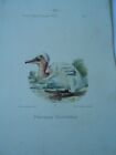 Planche couleur 1875 Oiseaux Pelecanus Onocrotalus