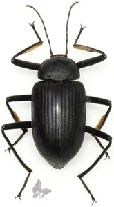 Tenebrionidae No.1,Tanzania, 29mm, ACTUAL SPECIMEN - Picture 1 of 1