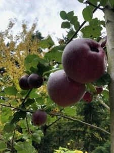 5 Summerred Apple tree cuttings for rooting, grafting. - Picture 1 of 6