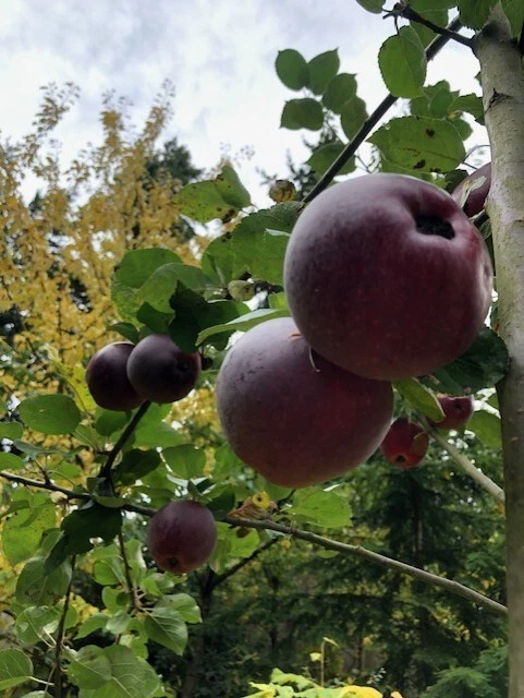 5 Summerred Apple tree cuttings for rooting, grafting. - Image 1 of 4
