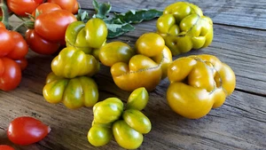 10 graines de tomate rare Phil’s Two-une vraie curiosité- tomato seeds méth.bio - Picture 1 of 7