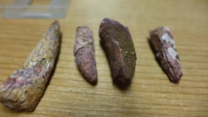 GEOLOGICAL ENTERPRISES Triassic fossil Phytosaur lot of four teeth Texas - Picture 1 of 9