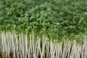 Salad - Cress - Common / Plain  -  20000 Seeds /Approx 60g - Sprouting Vegetable - Picture 1 of 1