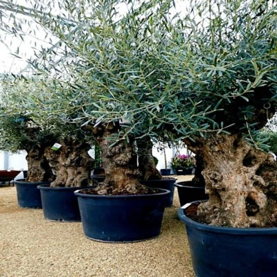 10 CANINO OLIVE TREE SEEDS (Olea europaea) European Common Edible Fruit Plant - Image 1 of 4