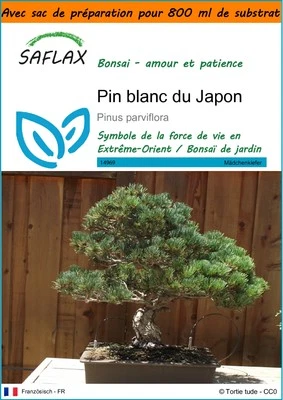 SAFLAX - Garden in the bag - Pin blanc du Japon - 12 Graines - Photo 1/4