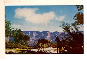 Chrome Postcard Deer at Grand Canyon National Park Arizona-WP1 - Picture 1 of 2