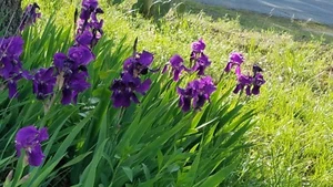 10x MIXED VARIETIES/COLORS IRIS BULBS RHIZOMES (Will BE TALL) Fresh - Picture 1 of 12