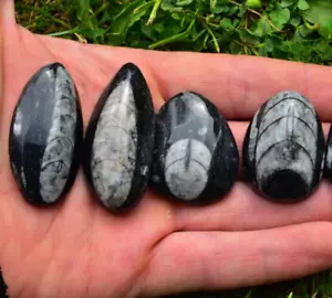 1 Orthoceras Fossil Birne-Tropfen Palme Stein Muscheln Ammonit Blitzverkauf✔ - Bild 1 von 4