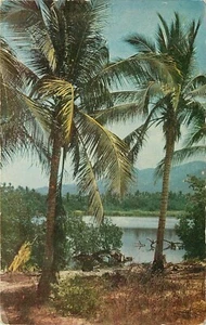 Acapulco Guerrero Mexico MX palm trees water scene Postcard - Picture 1 of 2