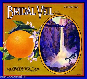 Velo de novia Santa Paula Yosemite naranja cítricos caja de frutas etiqueta estampado artístico - Imagen 1 de 1