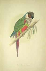 Antique Parrot Print: Original Wood Block Engraving; W.T. Greene; London,1884 - Picture 1 of 3