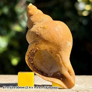 Neptunea contraria fossil gastropod – rare left-handed whelk – red crag - Picture 1 of 2