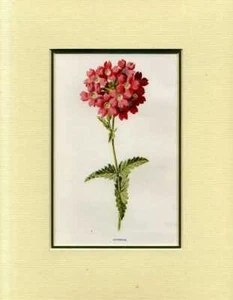 Hulme, Edward F VERBENA: MOUNTED PRINT FROM FAMILIAR GARDEN FLOWERS 1885 Paperba - Picture 1 of 1