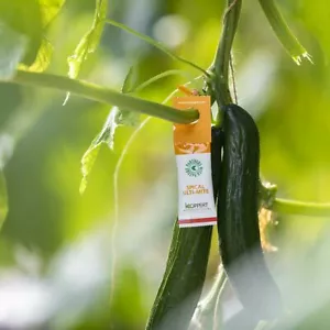 Red Spider Mite Killer Sachets Amblyseius californicus Predator Mite Hydroponics - Picture 1 of 9