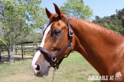 Halter acolchado Walsh Signature Foto 1 de 4