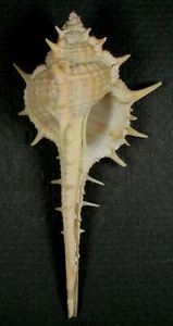 MUREX ADUNCOSPINOSUS 85.71mm SUPER CHOICE SPECIMEN off Mindanao, Philippines - Picture 1 of 2