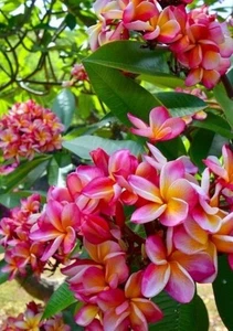 002759A Plumeria Radona Frangipani Hawaiiblume 2 Samen Fioideae - Bild 1 von 1