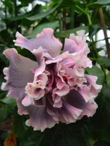 20 Double Pink Gray Hibiscus Seeds Flowers Flower Seed Perennial Bloom 480 - Picture 1 of 12