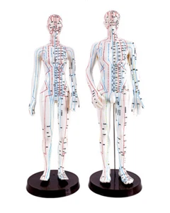 Male/Female Acupuncture Point Meridians Model/Human Model Medical Teaching Tool - Picture 1 of 11