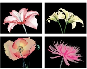 Kreative Arts Canvas Set of Flowers - Tulip & Poppy Floral Wall Art (12"x16"x4) - Picture 1 of 7
