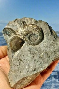Grammoceras Thourasense Ammonite Jurassic Whitby fossile Gruppe 132 mm x 106 mm - Bild 1 von 6