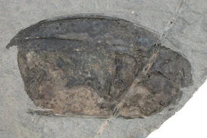 Devon  Nahecaris cf. frankei   Extrem seltener Krebs  Bergisch Gladbach  64-11 - Bild 1 von 4