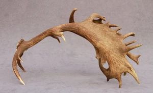 JUEGO DE ASTAS DE GAMO NATURALMENTE COBERTIZO (PAR, CUERNO, TALLA, TAXIDERMIA) - Imagen 1 de 21