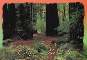 POSTCARD California Redwoods, Armstrong Woods, Guerneville, CA - Picture 1 of 2