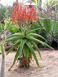 ALOE VAOMBE SEEDS - Single stem tree aloe - 10 seeds - Picture 1 of 1