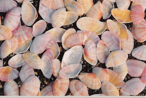 Postcard: Tellin Shells, 4x6, Unposted - Picture 1 of 2