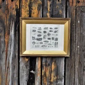 Antique Sellier & Keats Gilt Framed Fish Ichthyology Bookplate Print Picture - Picture 1 of 12
