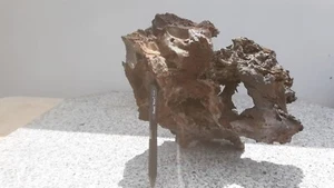 Large Rare Volcanic Igneous Lava Rock Specimen Basalt Mineral Bonsai Suiseki - Picture 1 of 21
