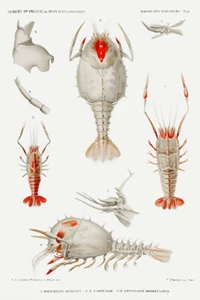 Conjunto de variedades decápodos ilustración por Alberto I Príncipe de Mónaco impresión artística giclee - Imagen 1 de 3