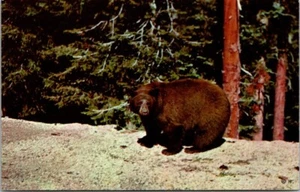 American Black Bear Yellowstone National Park Vintage Chrome Postcard Unposted - Picture 1 of 2
